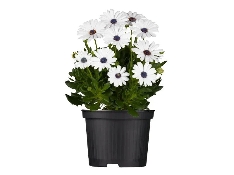 obi2-1118883